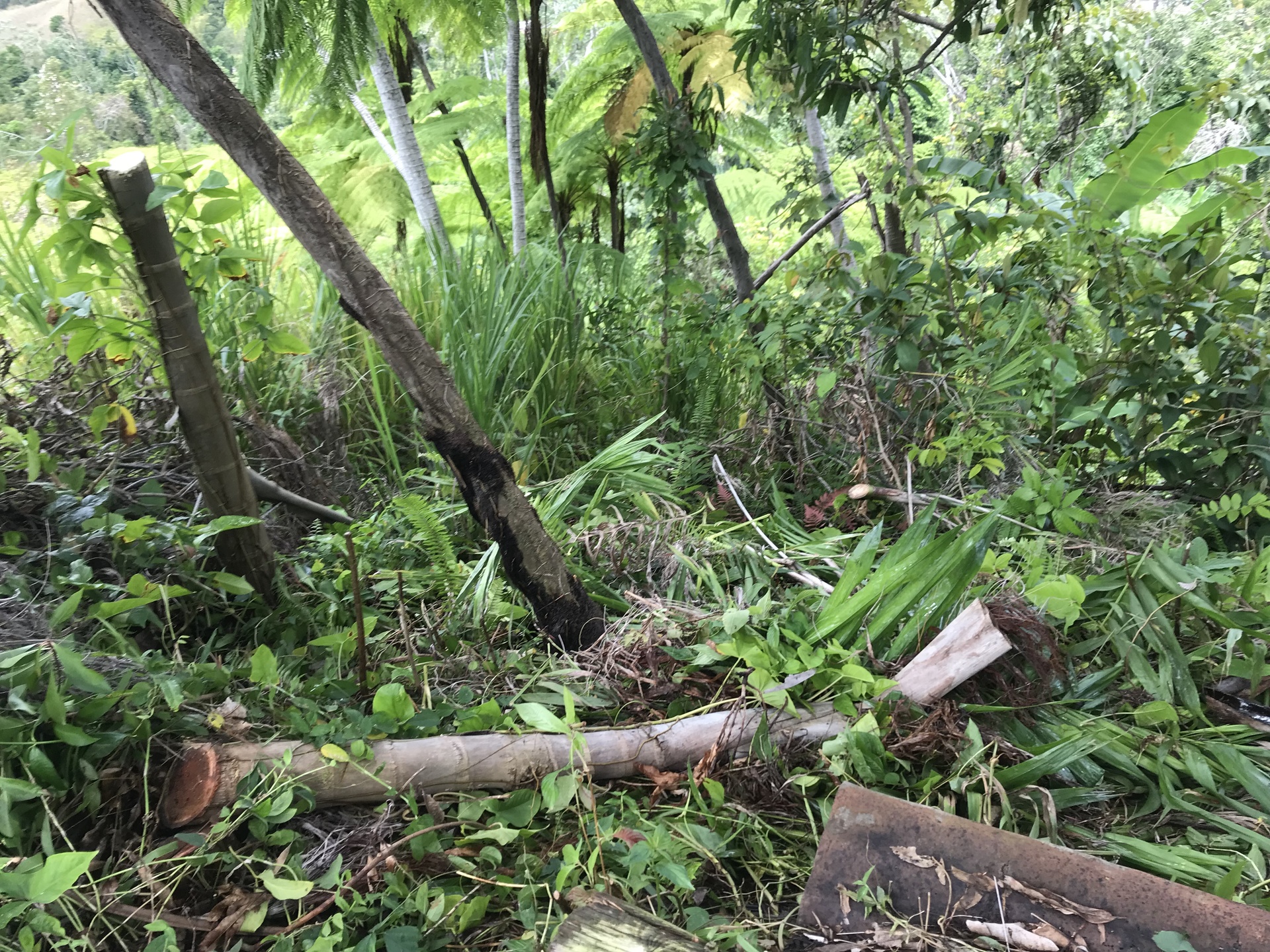Mass murder in PR today