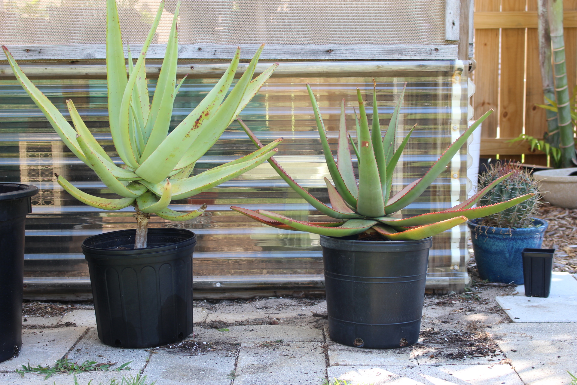 Tree Aloes for sale For Sale PalmTalk