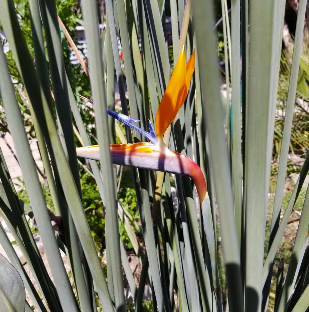 Strelitzia_juncea.png