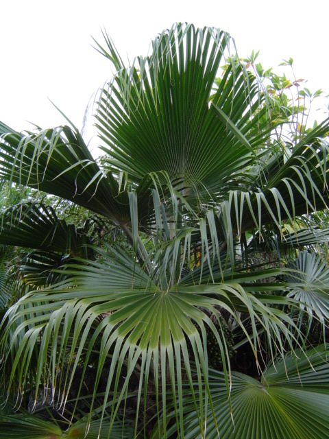glabrata_larger_leaves_1_GEBG.JPG.86d889