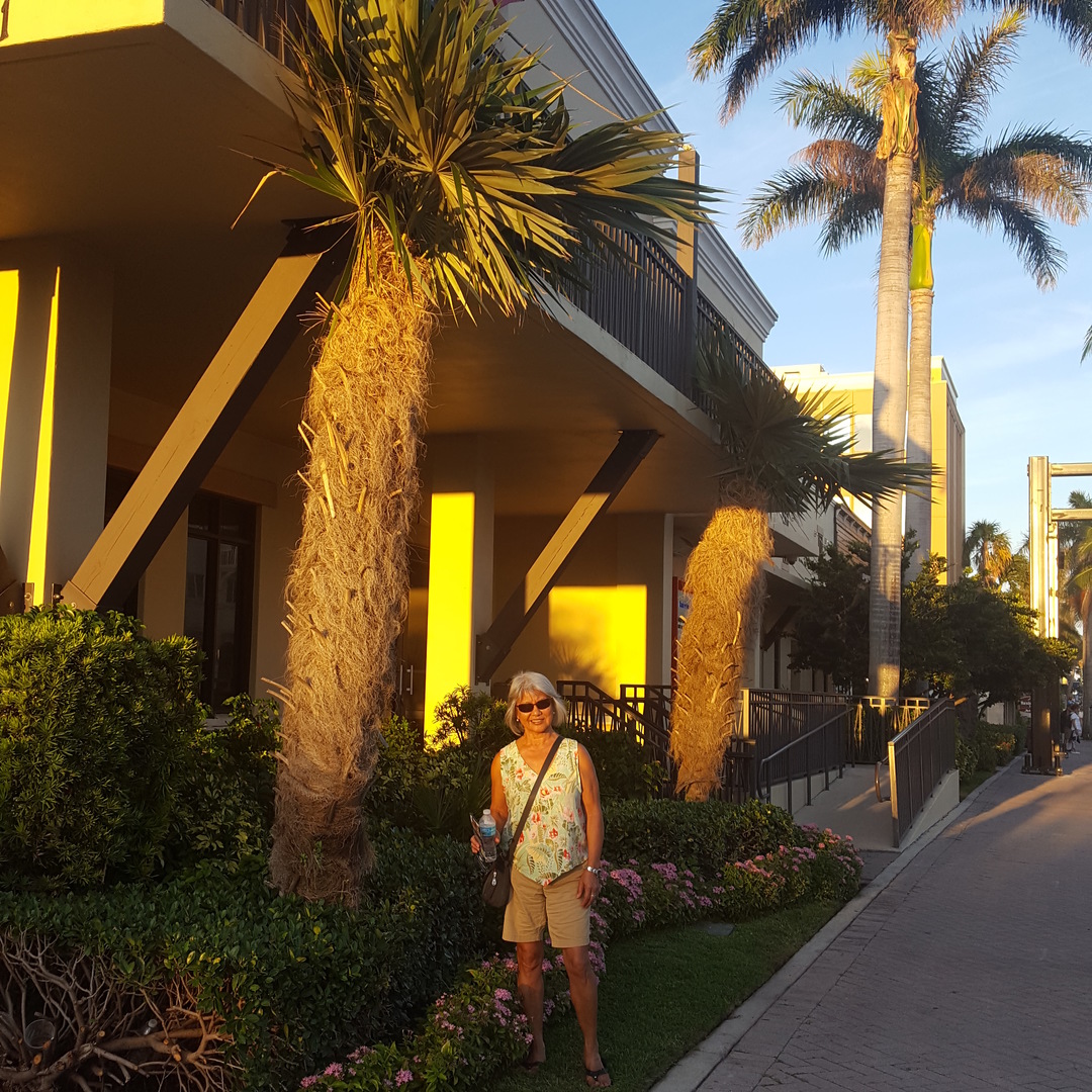 Cocothrinax crinita in Delray Beach, FL