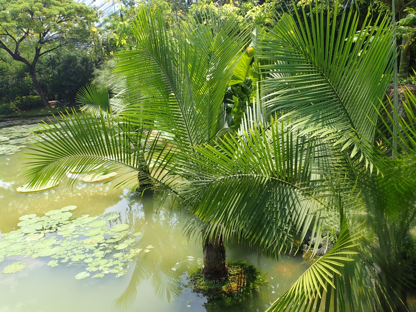 Singapore Gardens by the Bay DISCUSSING PALM TREES WORLDWIDE PalmTalk
