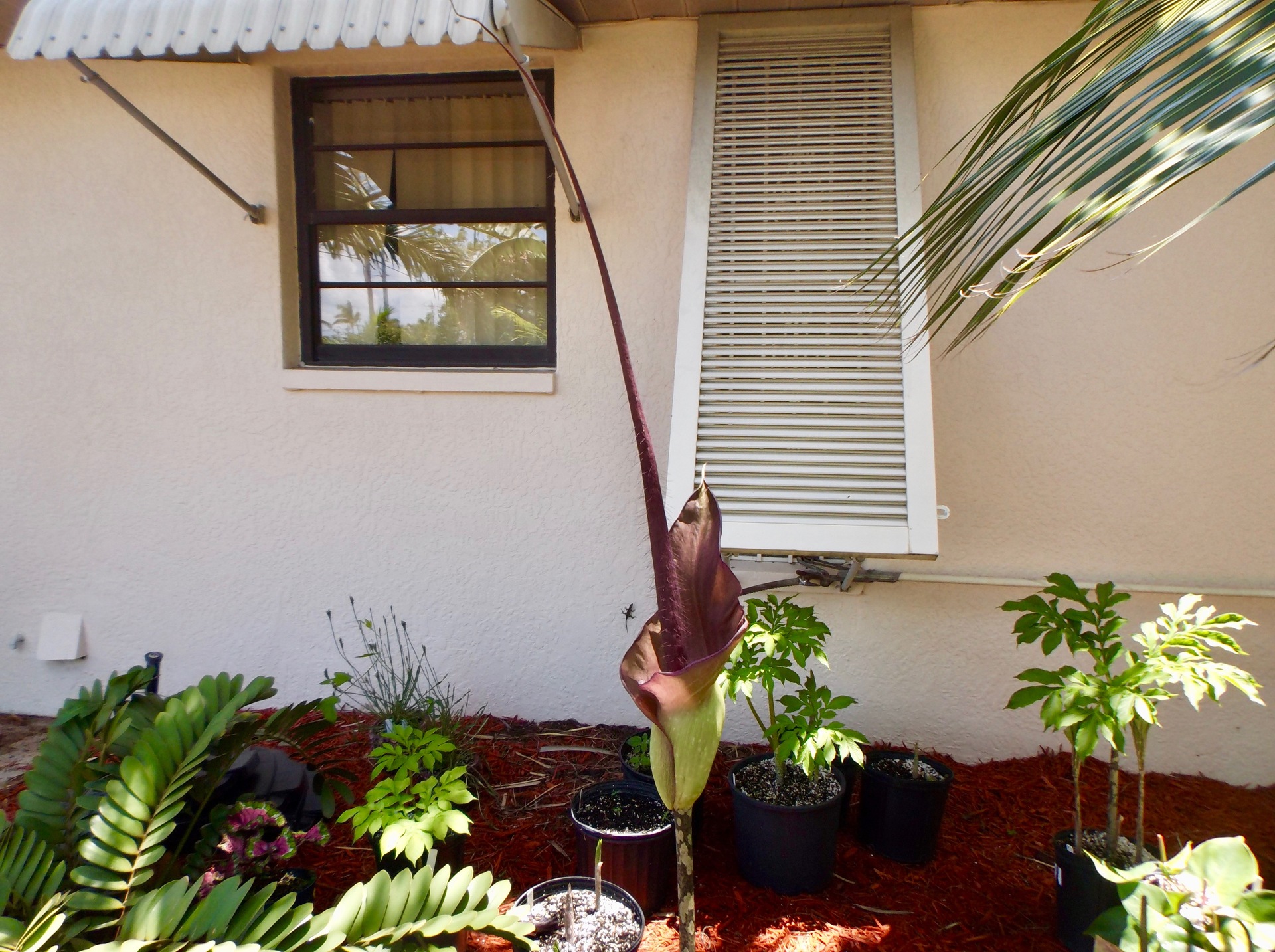 Amorphophallus konjac Leo 1st Time Flower