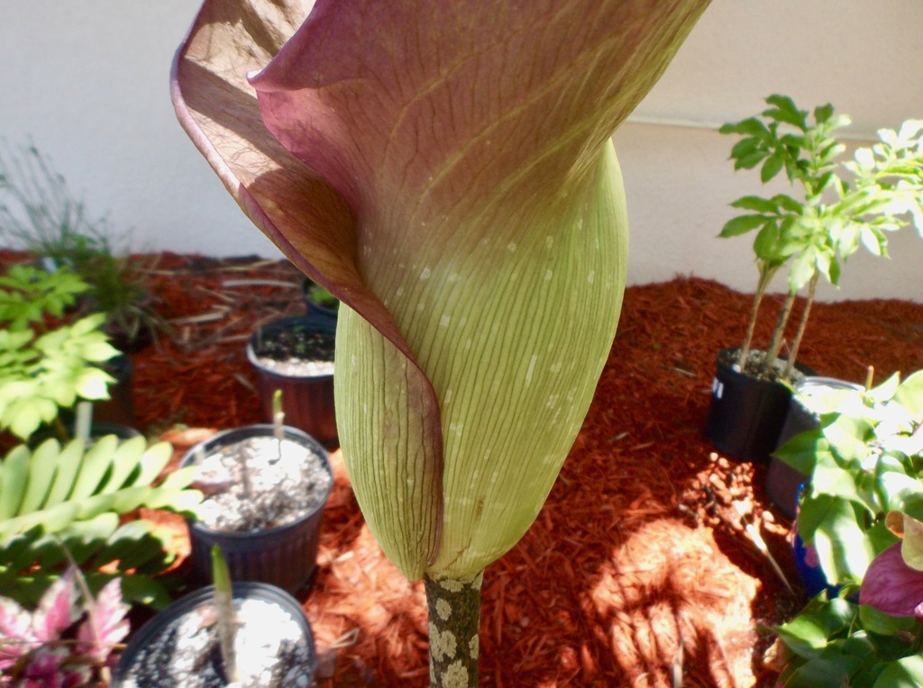 Amorphophallus konjac Leo 05-15-18.jpg