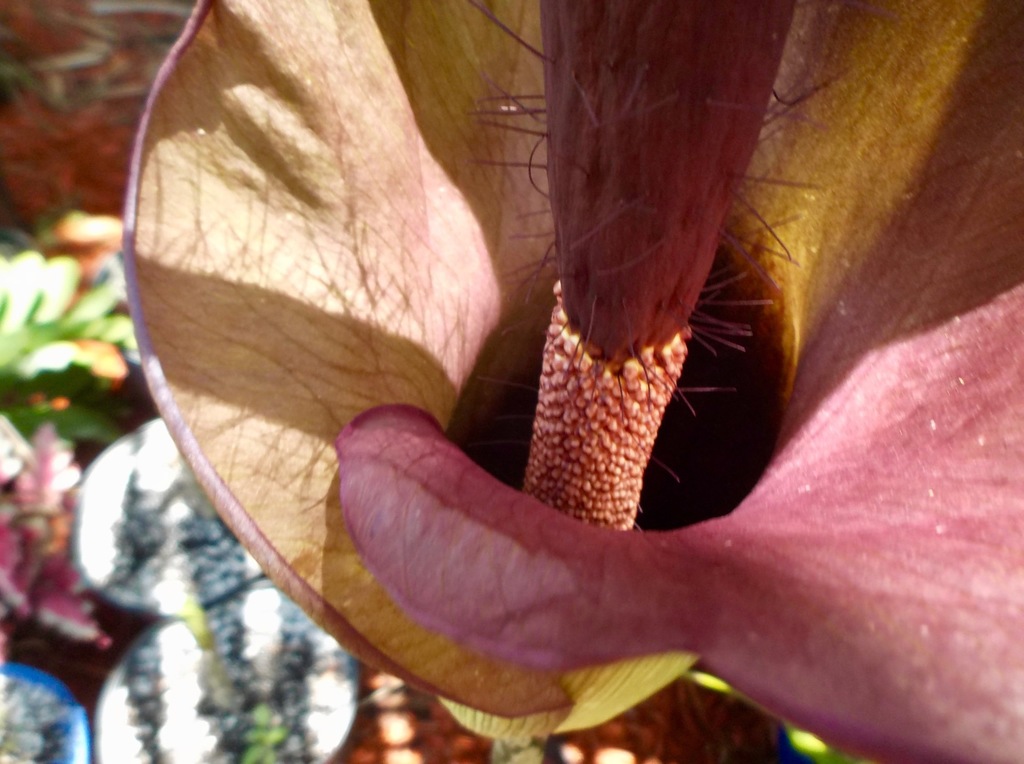 5afb3f9edf917_AmorphophalluskonjacLeo100