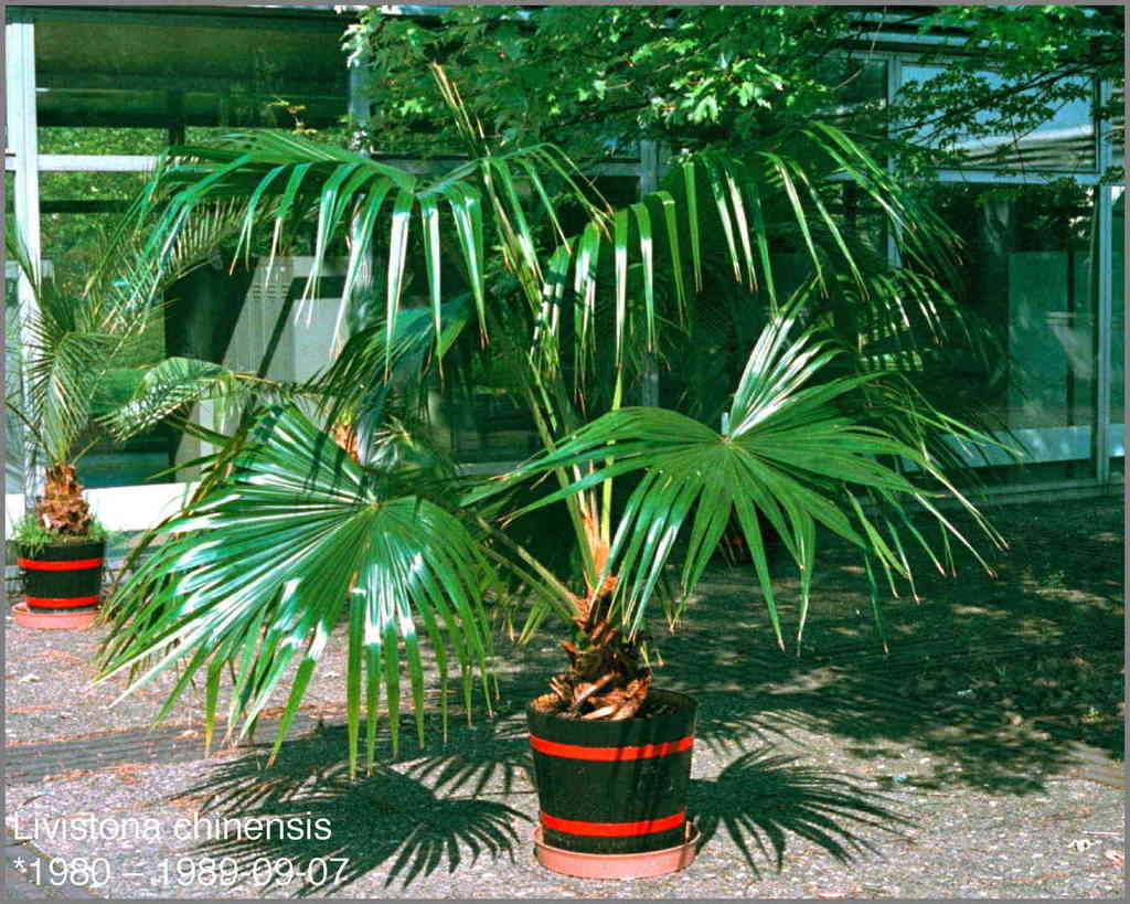 5b0b3ae97425f_Livistonachinensis1989-09-