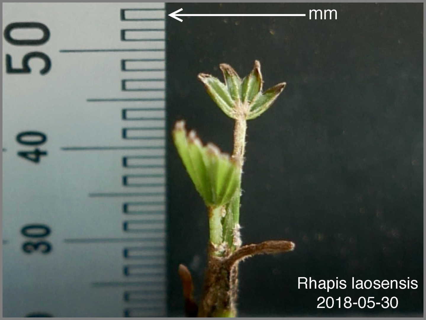 Rhapis laosensis var. gigantica