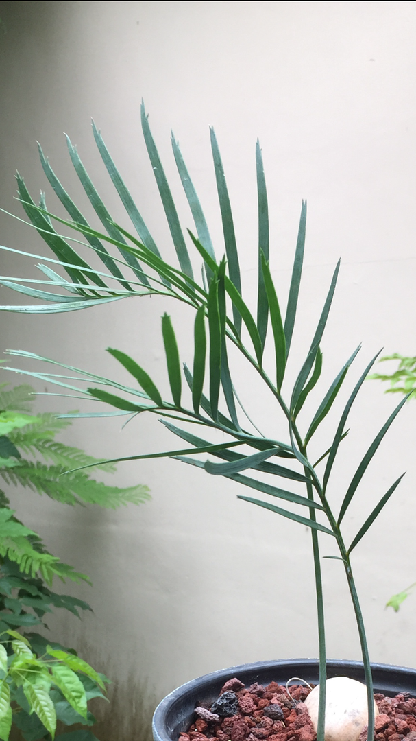 macrozamia macdonnellii