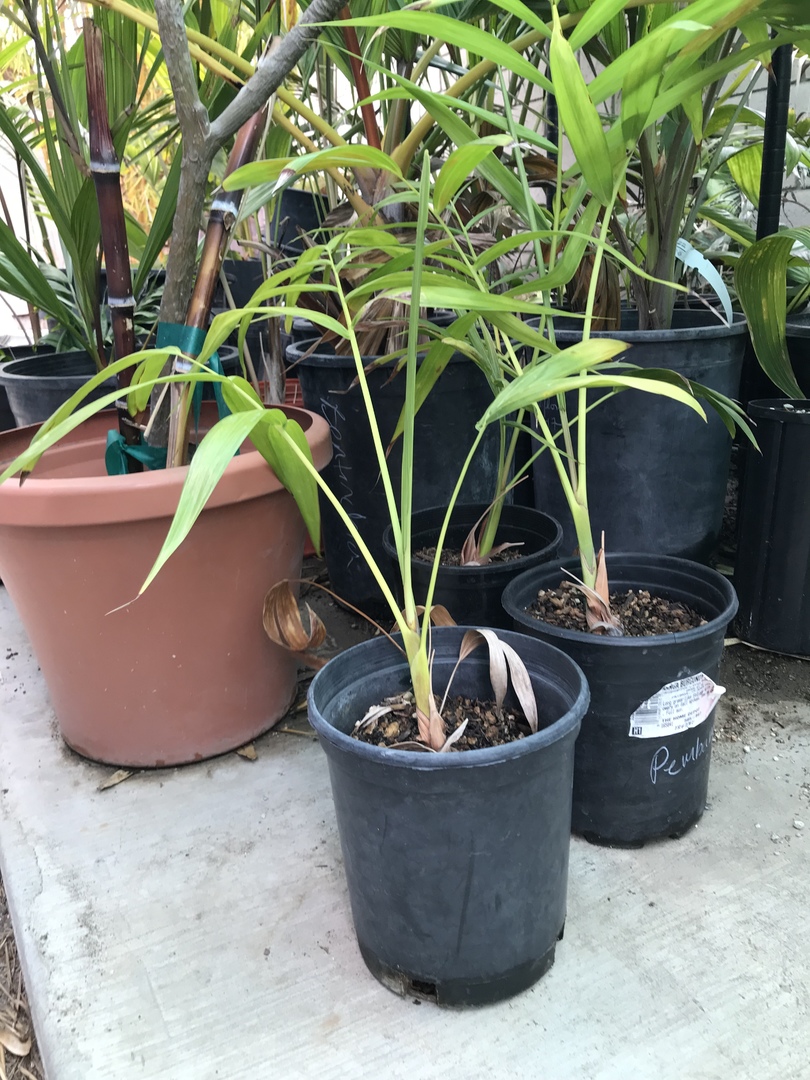 More random palms for sale in Costa Mesa