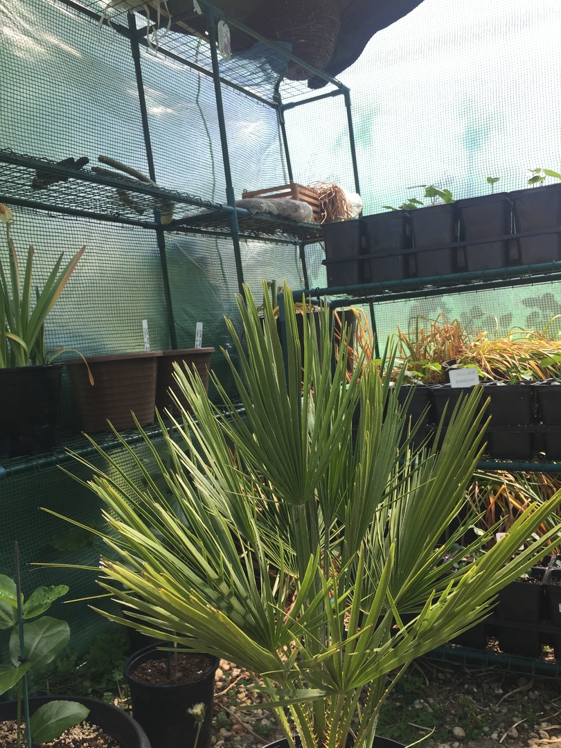Pretty cool Chamaerops