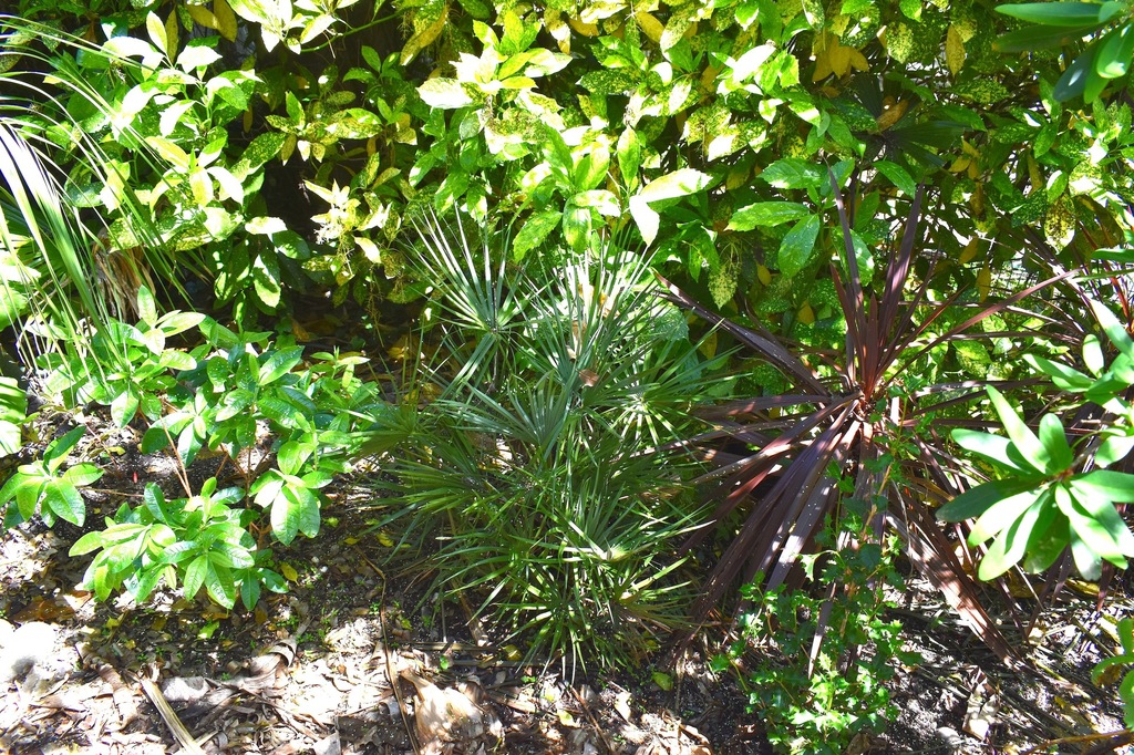 DSC_0054.JPG