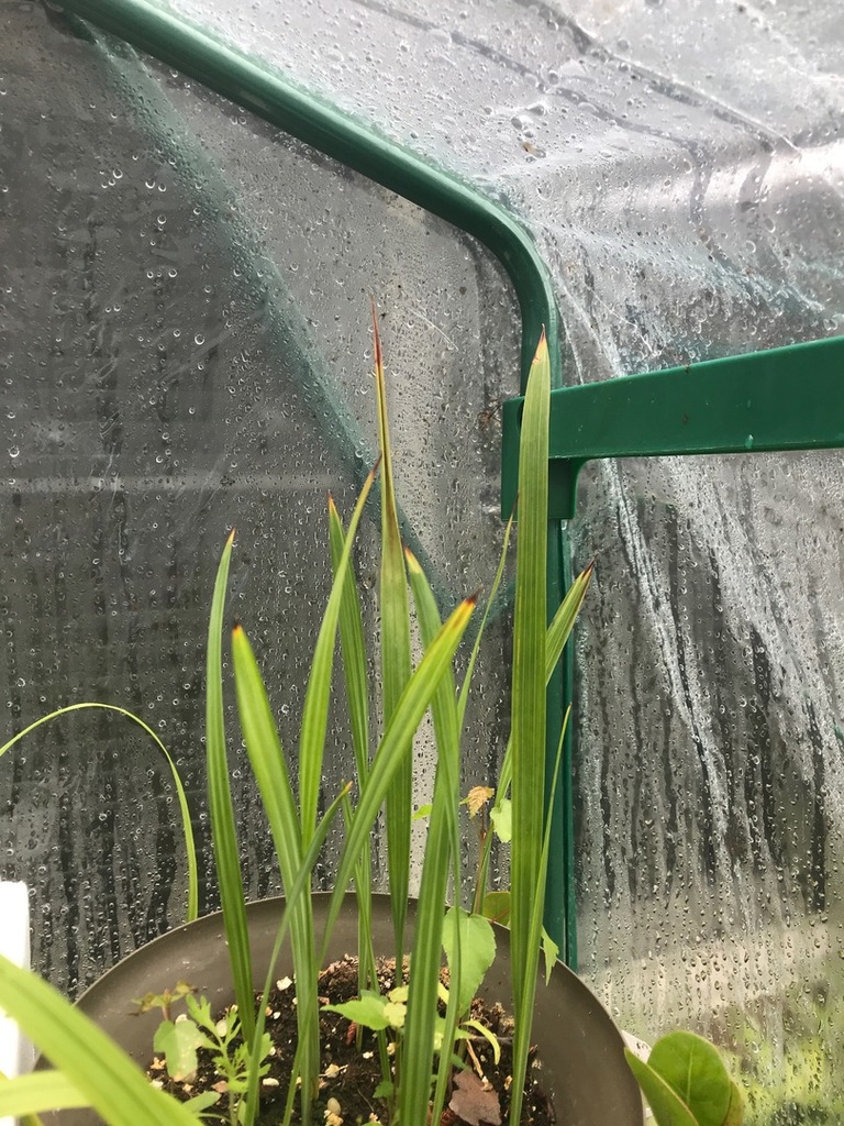 Palm seedlings turning yellow and wilting. DISCUSSING PALM TREES