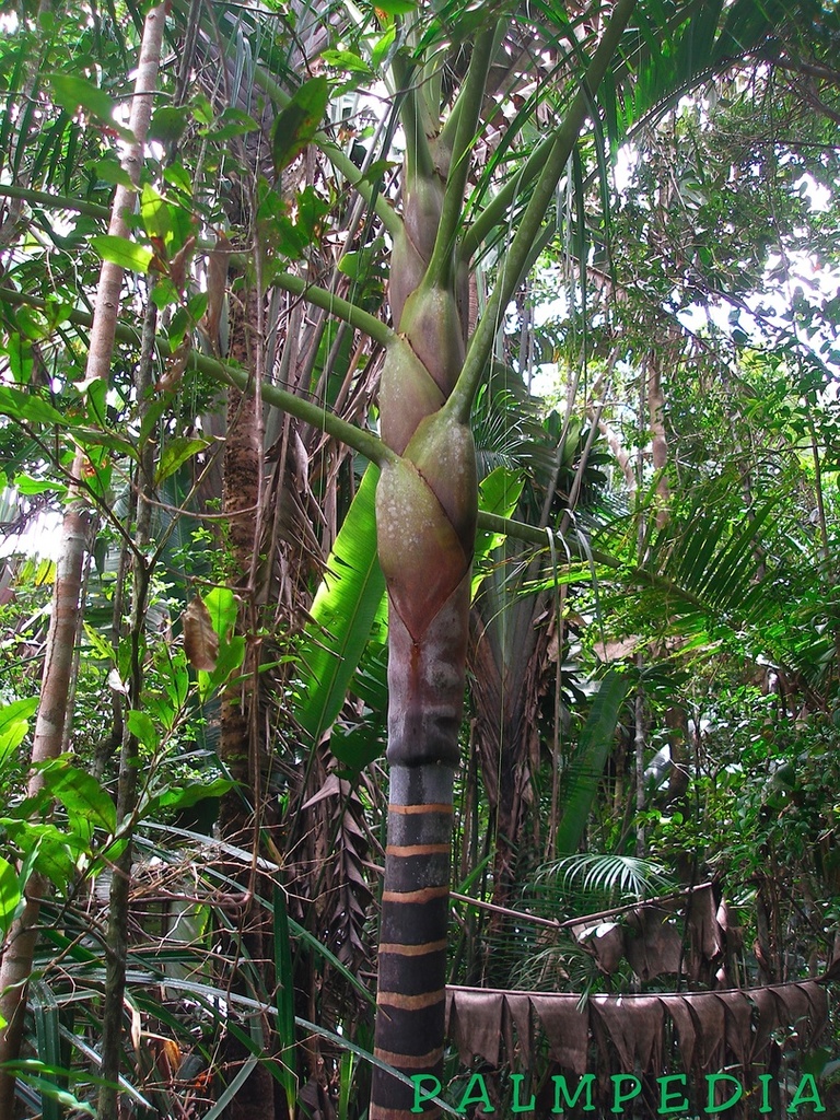 P1010086_Dypsis_ovobontsira.JPG