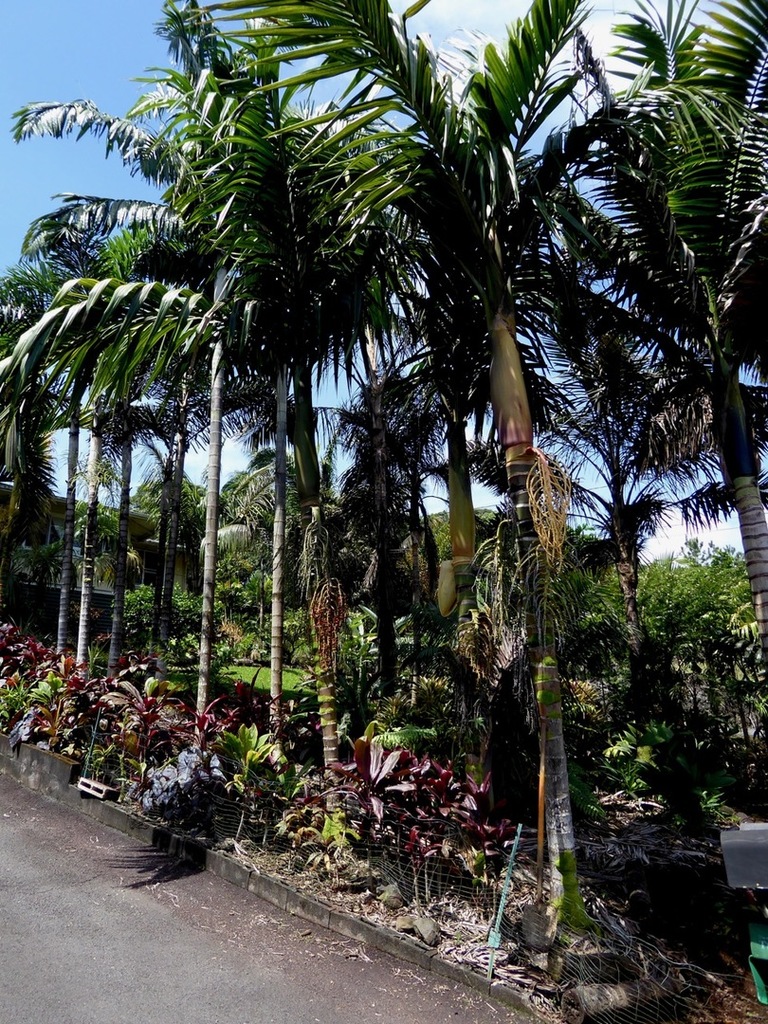 P1050435.jpg