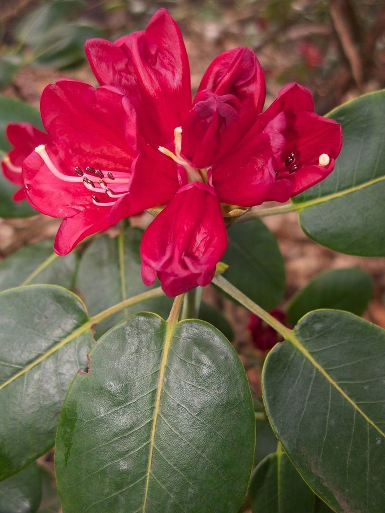 Rhododendron_thomsonii_ssp_thomsonii.jpg