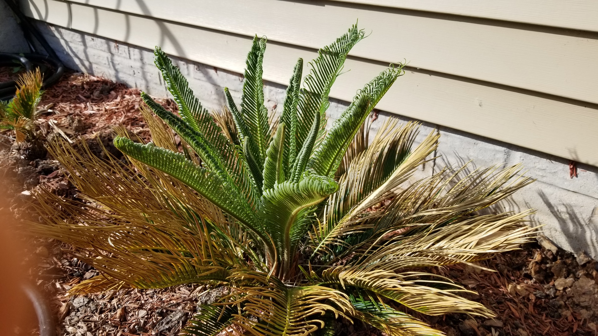 Finally planted the sagos and update on potted trachycarpus