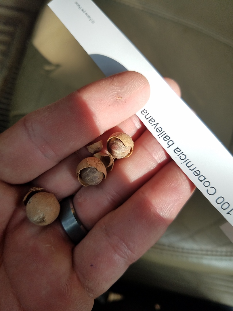 Copernicia Seeds Purchased From Rps Floating After 24 Hours In Water Discussing Palm Trees Worldwide Palmtalk