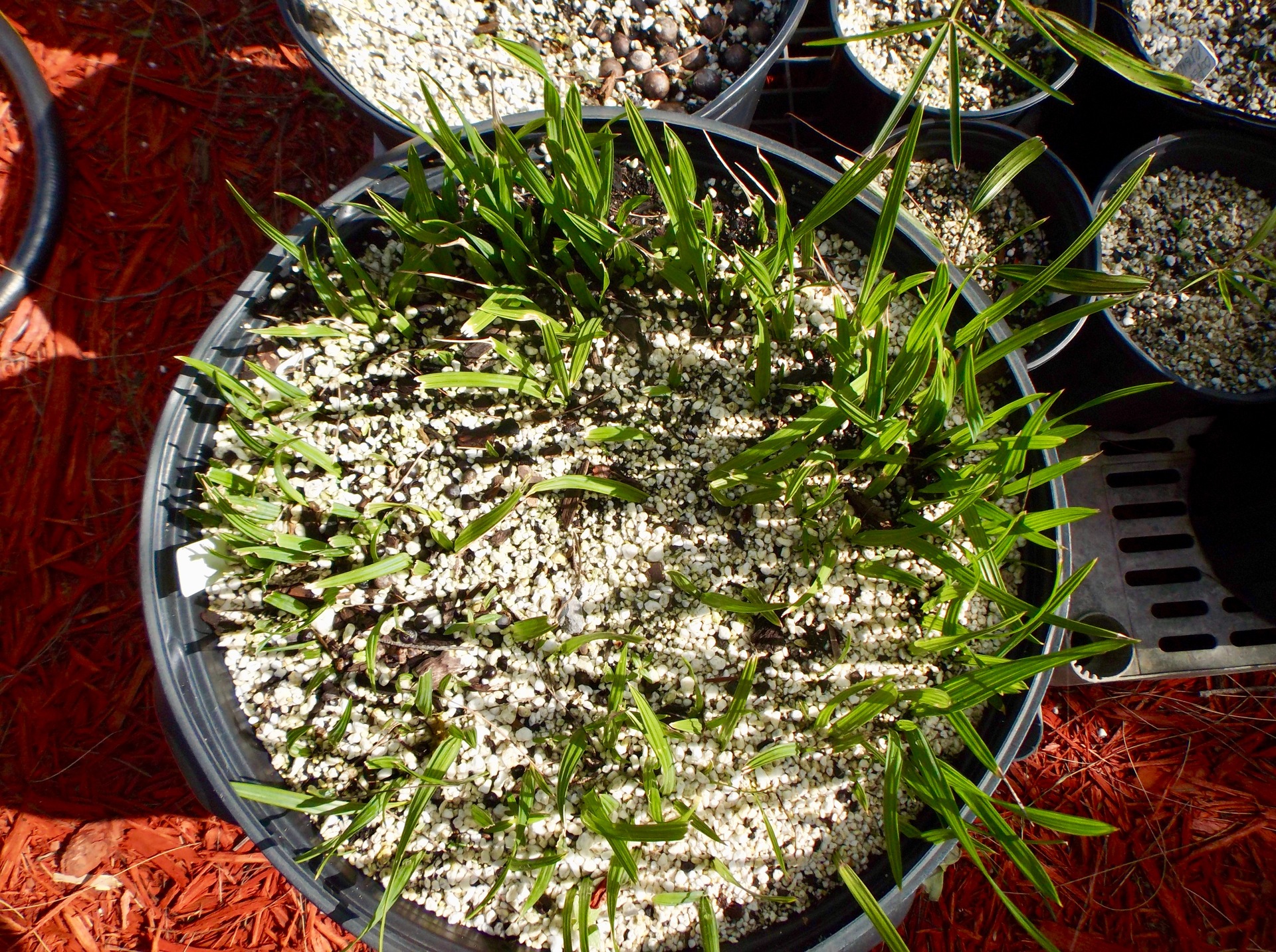 Sabal palmetto Lisa Seedlings
