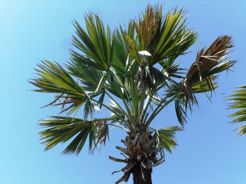 5b142df534383_SabalpalmettoLisamotherpal