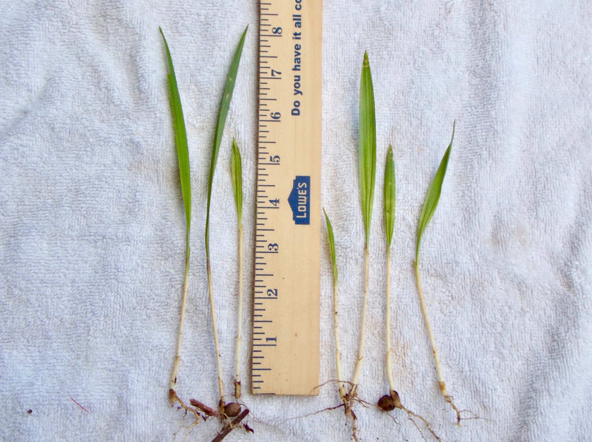 Roystonea regia (Royal Palm) Seedlings