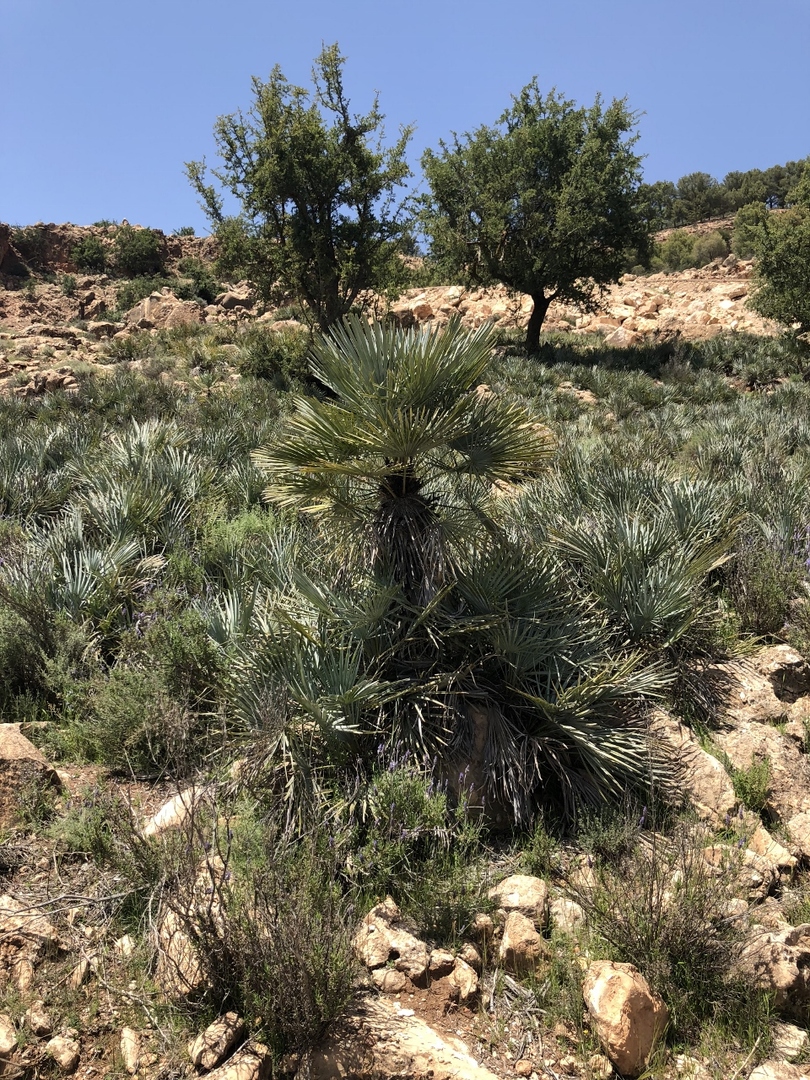 Chamaerops cerifera in habitat in Morocco