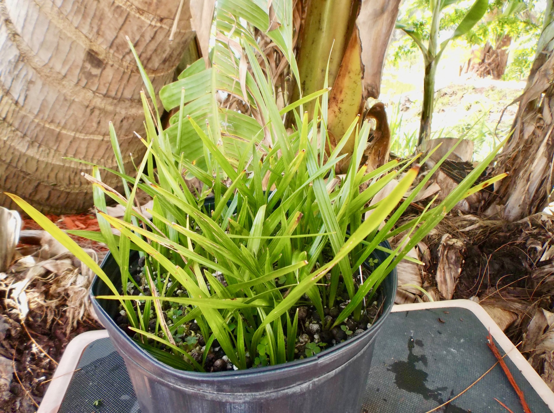 Coccothrinax miraguama: 1- to 2-leaf strap leaf seedlings