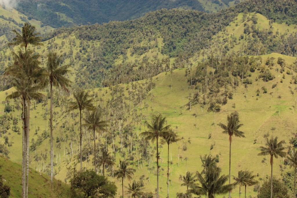 5b1d0ca4ba27a_Colmbia340.thumb.JPG.768f5