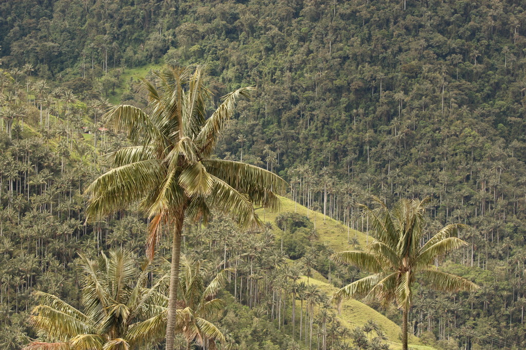 5b1d1592cf957_Colmbia365.thumb.JPG.ca25f