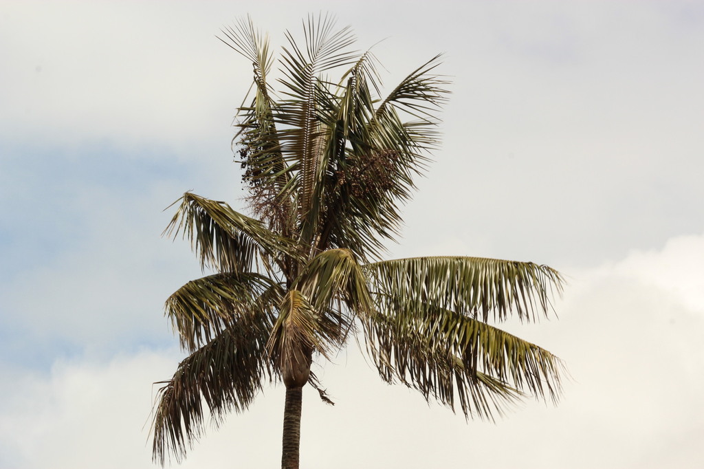 5b1d15c0d98e1_Colmbia343.thumb.JPG.e2158