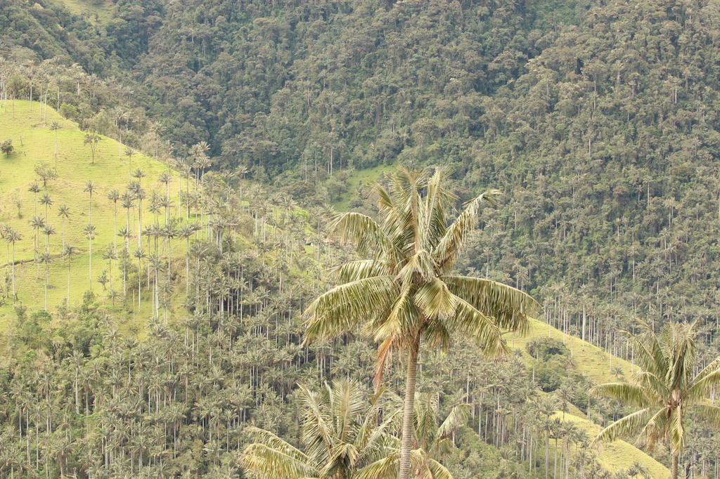 5b1d16f98509c_Colmbia370.thumb.JPG.57e10