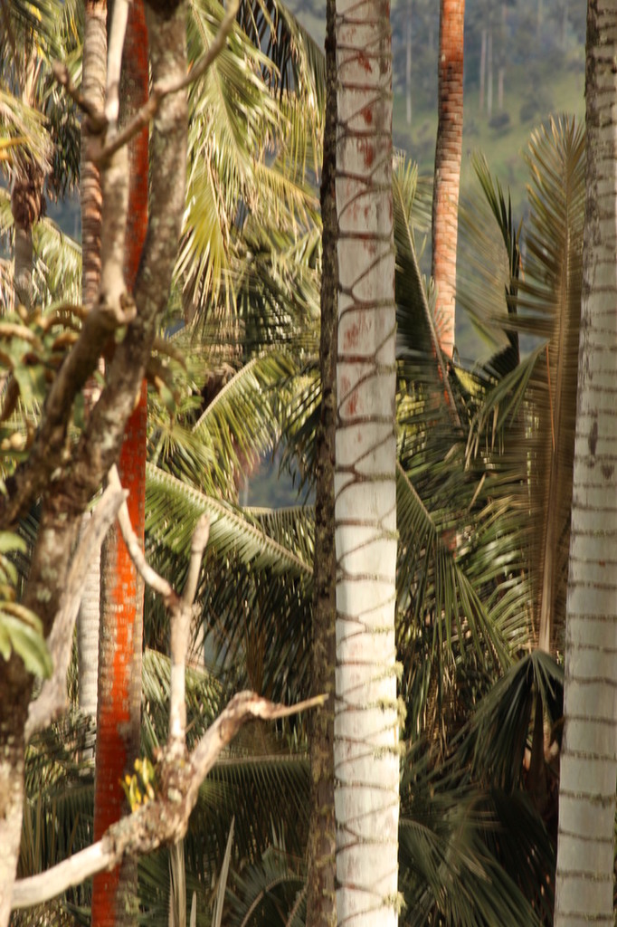 5b1d200735330_Colmbia427.thumb.JPG.1fa88