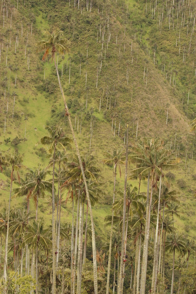 5b1d227851389_Colmbia374.thumb.JPG.b0eb0