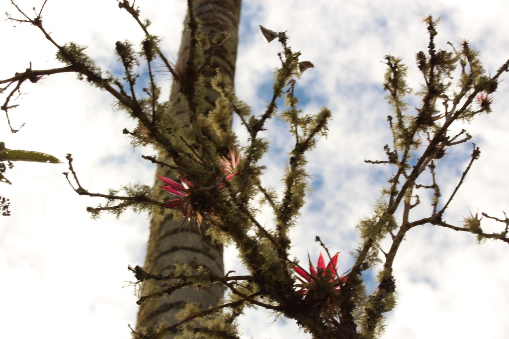 5b1d26c0dd517_Colmbia406.thumb.JPG.05ab4