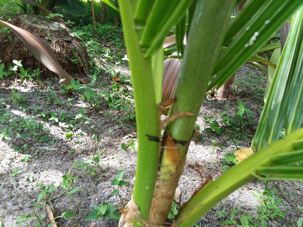 Coconut palm mark 6-9-18.jpg