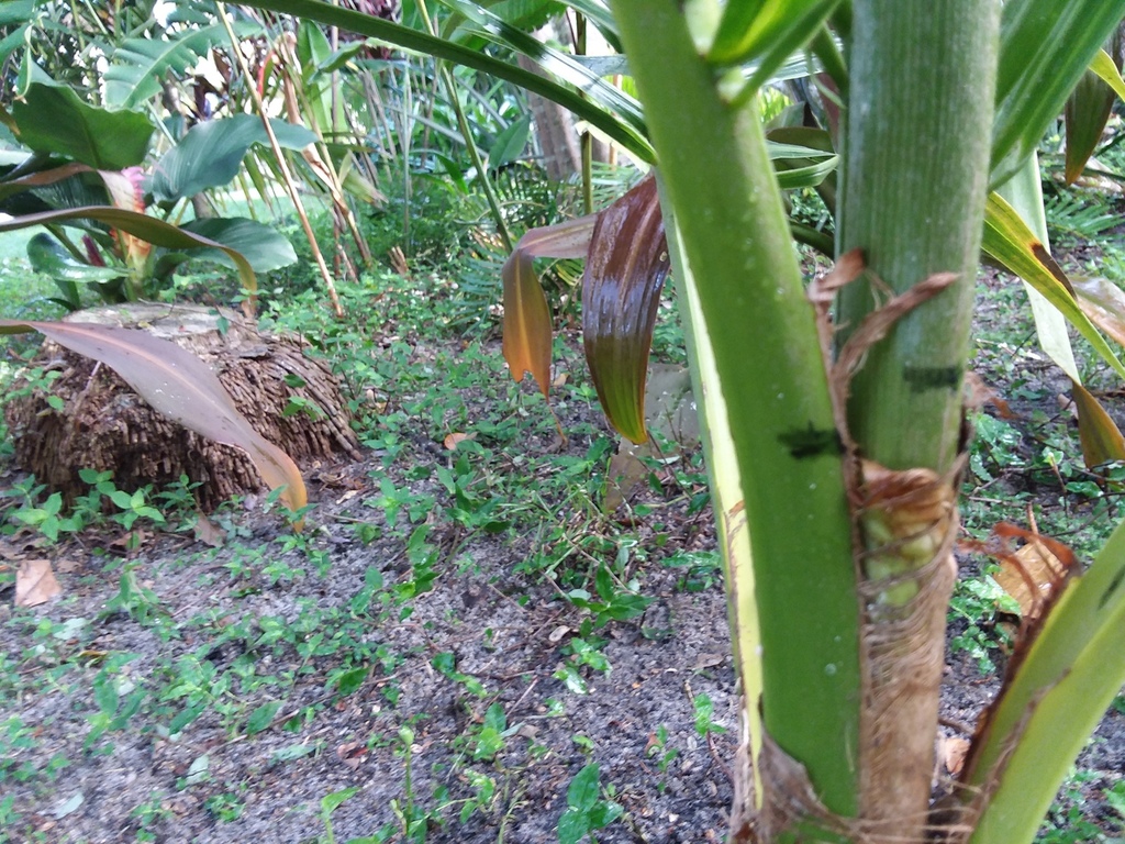 Coconut palm spear movement 6-10-18.jpg