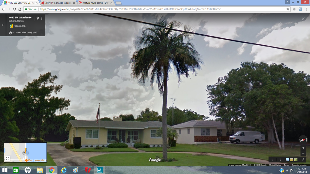 Lakeview Dr. butiagrus palm.png