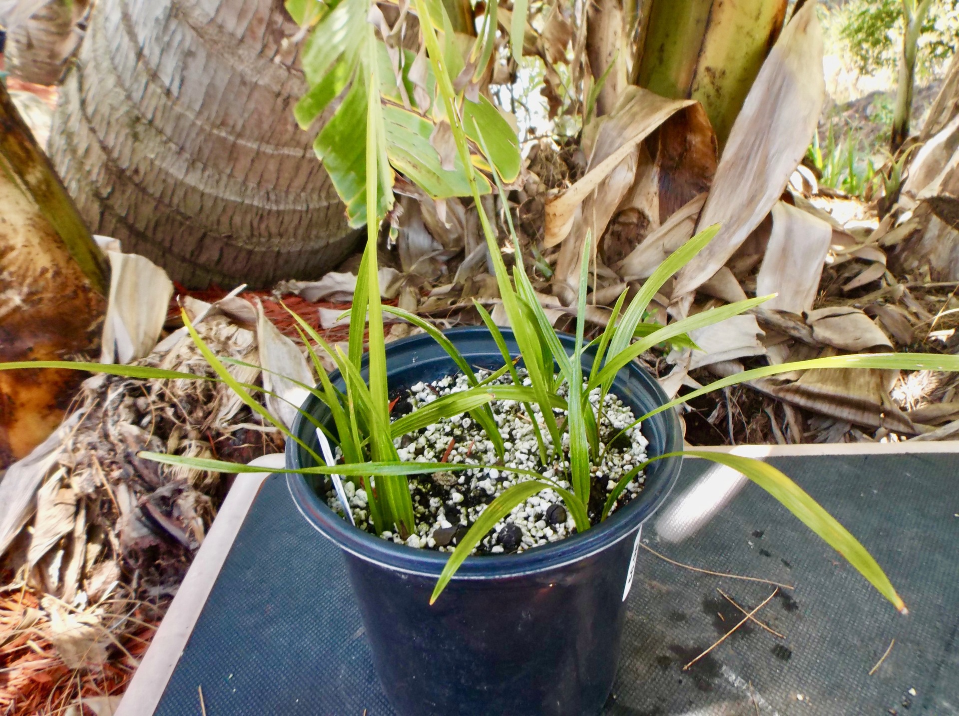 Coccothrinax miraguama: 12  3- to 5-Leaf Seedlings