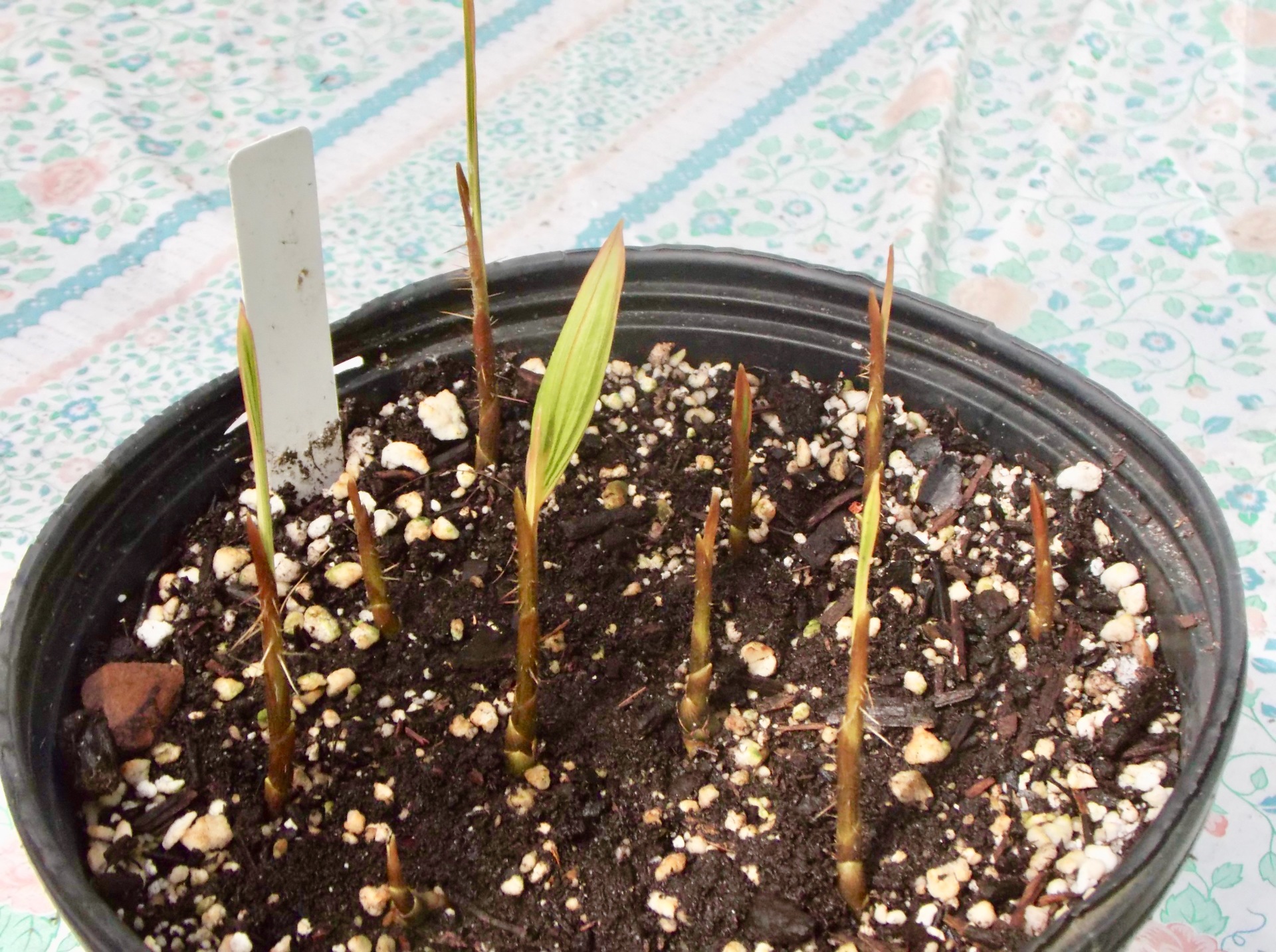 Verschaffeltia splendida Seedlings - tiny, spiny Darlings
