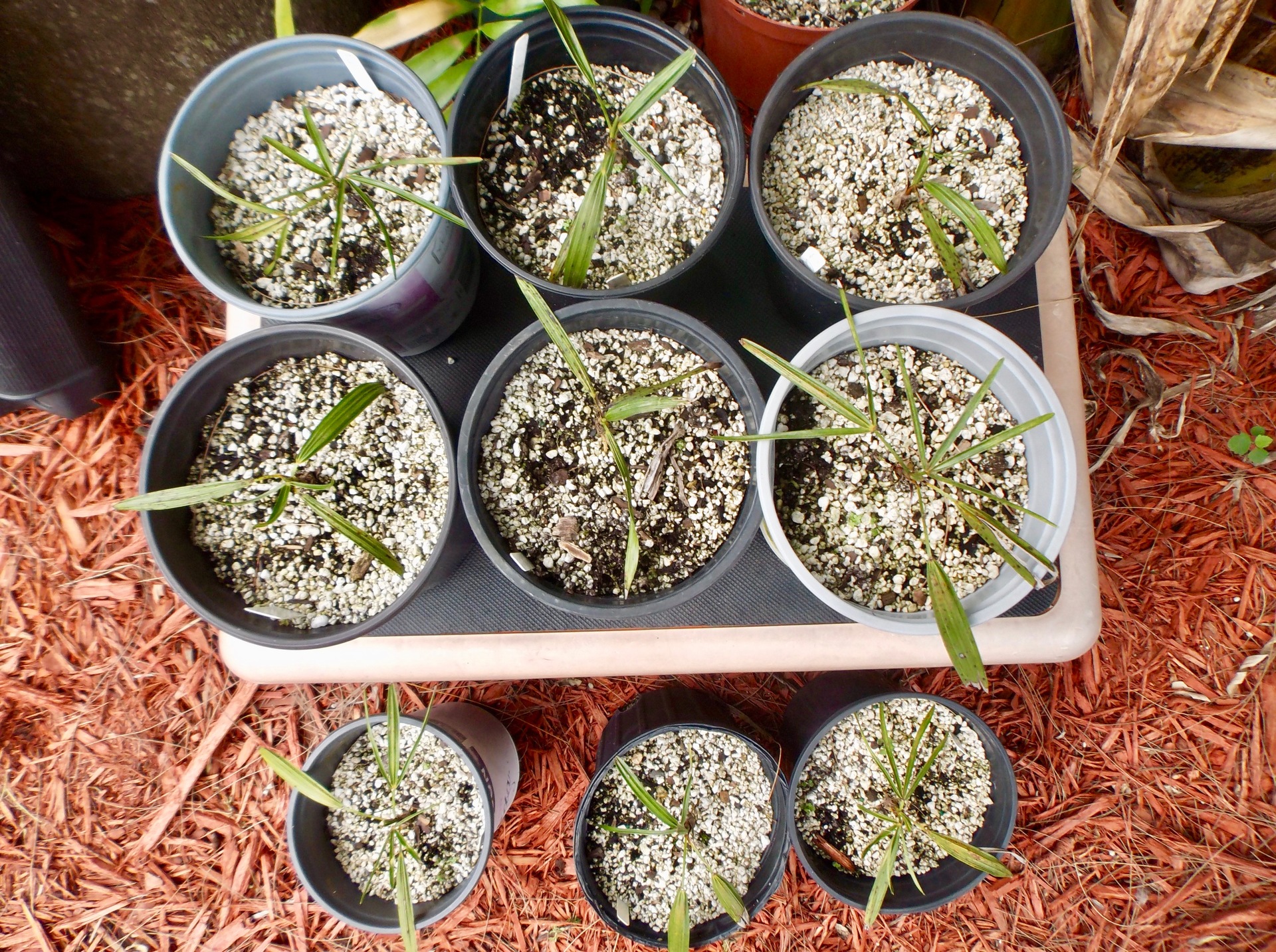Coccothrinax clarensis - 3 1g Seedlings
