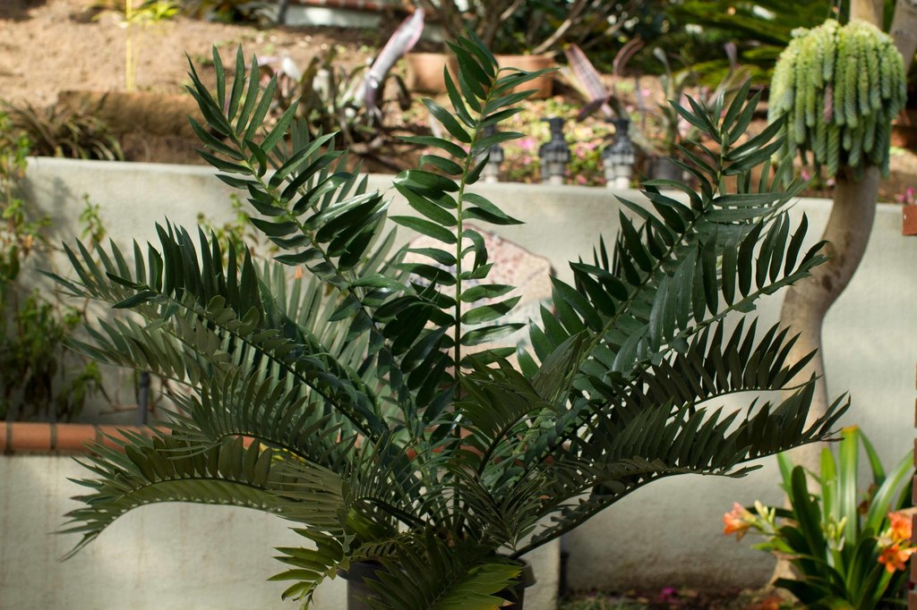 20110219-IMG_2145 Encephalartos arenarius x woodii potted.jpg