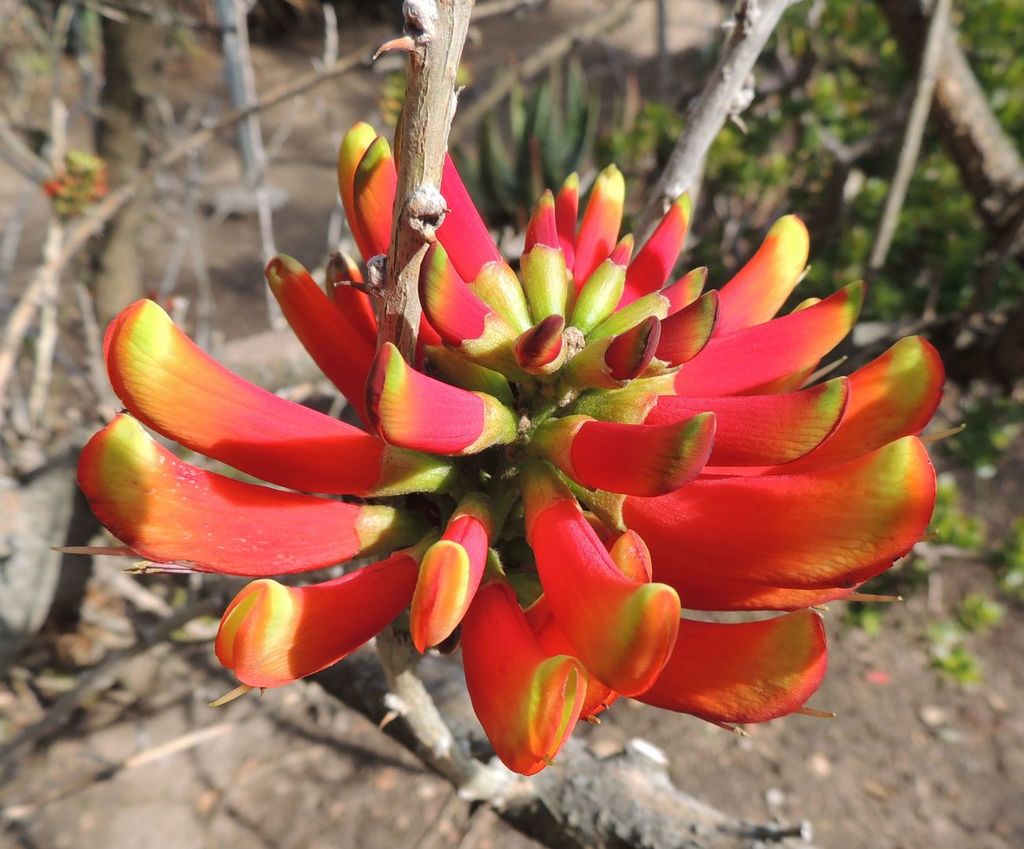 5b2fce38137a3_Erythrinaacanthocarpaflowe