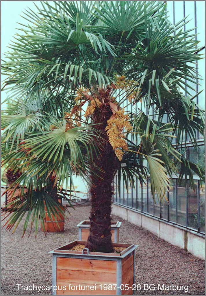 5b30e877946b8_Trachycarpusfortunei1987-0