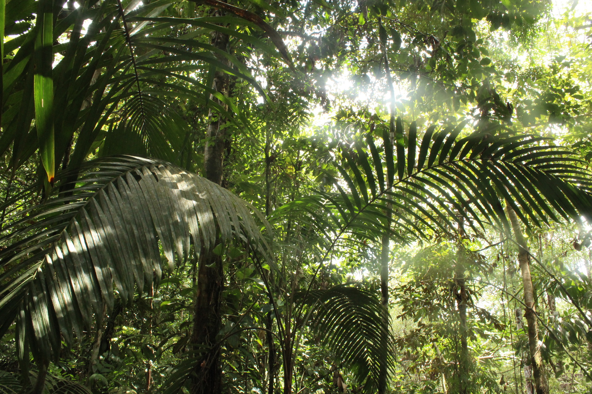 Welfia regia