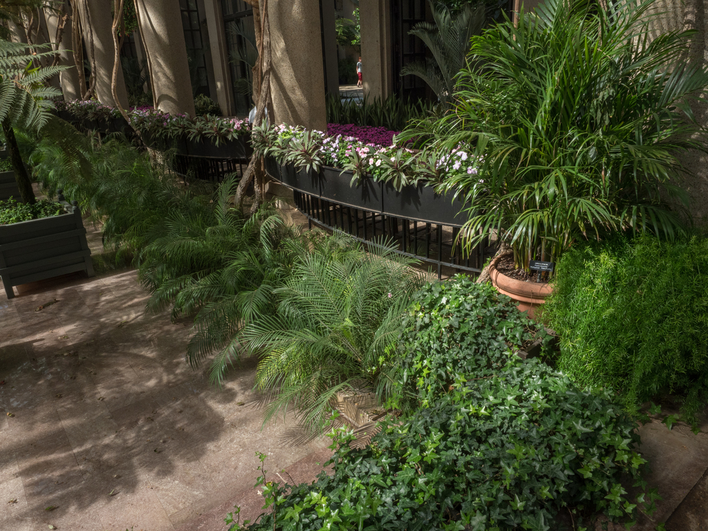 Lytocaryum_weddelianum?_at_Longwood_conservatory-1.jpg