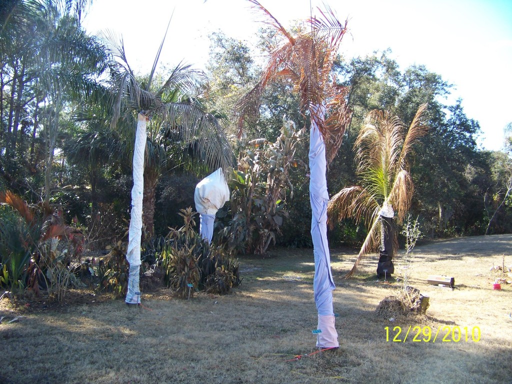 Wrapped palms.jpg