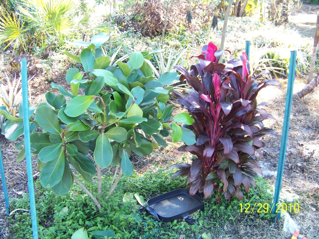 Clusia and Ti plant that were under tent.jpg