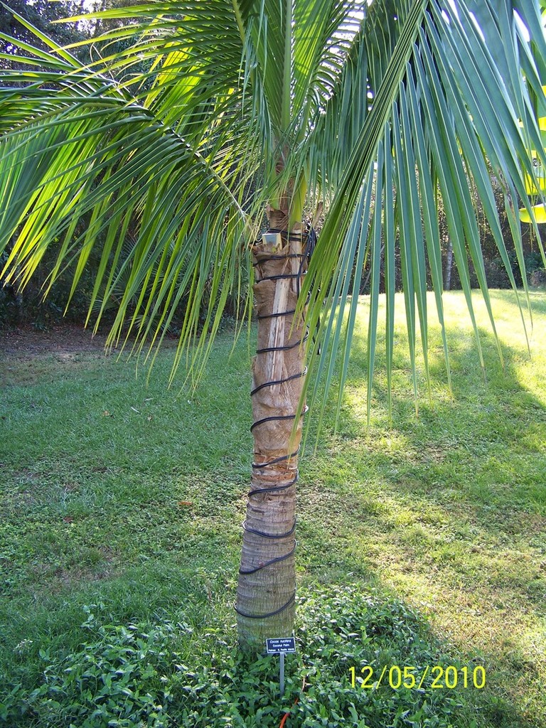 Cocos nucifera with heating cables.jpg