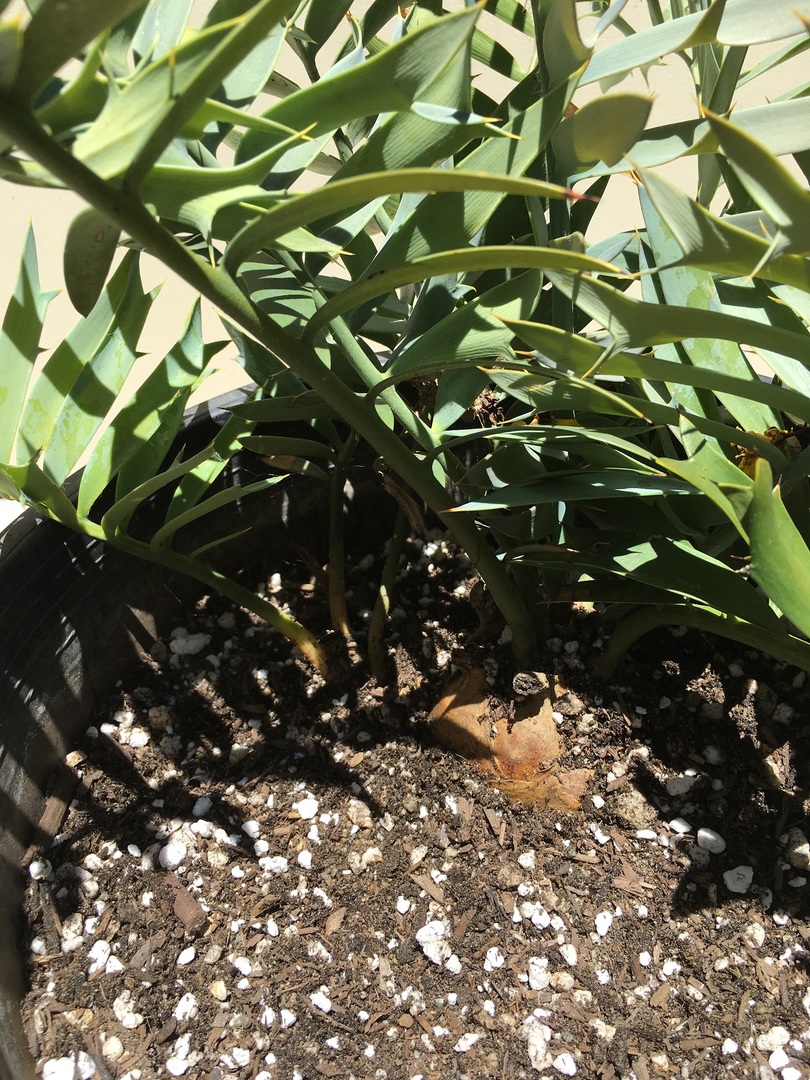 Encephalartos Cycads