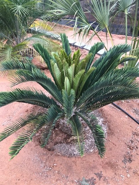 IMG_0287.JPG.947ae3fce9f3f9efa484e615b12