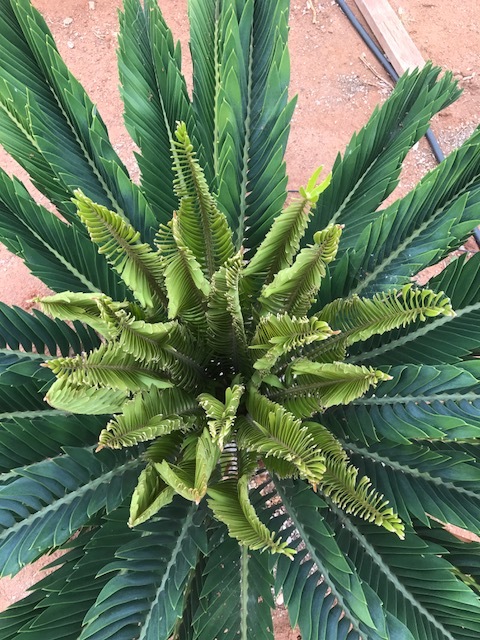 IMG_0291.JPG.dada0379e4a2d28095c2da26912